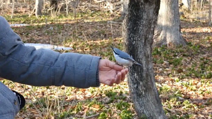鳥の写真