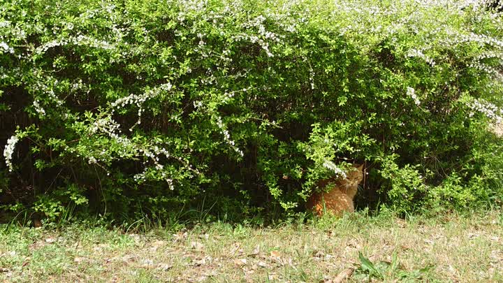 野良猫の画像